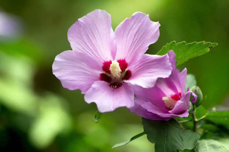 Lire la suite à propos de l’article Ma rose de Sharon ne fleurit pas – Raisons pour lesquelles aucune rose de Sharon ne fleurit