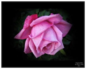 Lire la suite à propos de l’article Que sont les roses hybrides de thé et les roses grandiflora ?