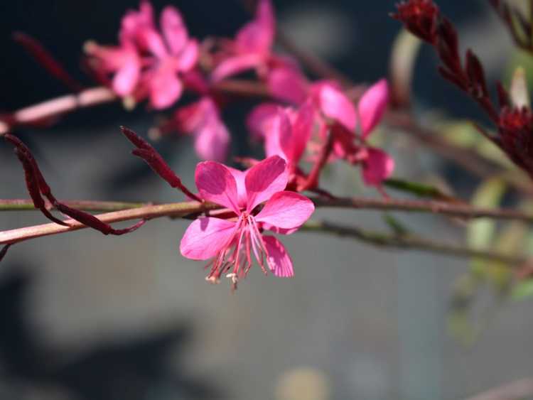 You are currently viewing Cultiver des plantes Gaura – Informations sur les soins des Gauras