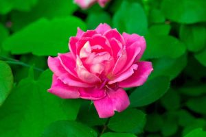 Lire la suite à propos de l’article Entretien des roses Knock Out en pot : comment faire pousser des roses Knock Out dans des conteneurs