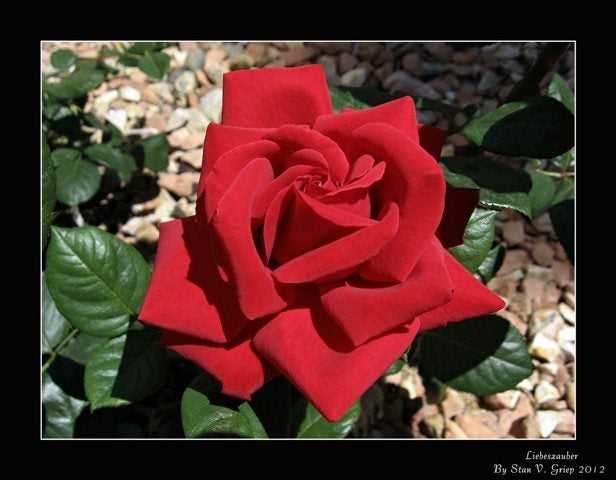 You are currently viewing Qu'est-ce qu'une rose Kordes : informations sur les roses Kordes