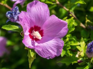 Lire la suite à propos de l’article 5 choses à savoir sur la rose mauve