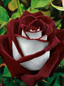 Lire la suite à propos de l’article Qu'est-ce qu'une rose Osiria : conseils pour jardiner avec des roses Osiria