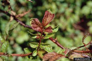 Lire la suite à propos de l’article Pourquoi mes rosiers assommés ont-ils une rosette ?