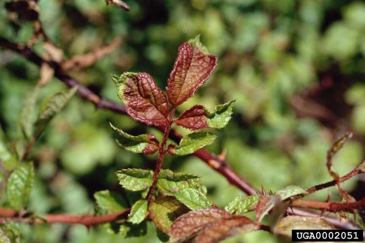 You are currently viewing Pourquoi mes rosiers assommés ont-ils une rosette ?