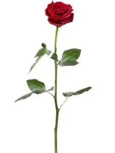 Lire la suite à propos de l’article En savoir plus sur les roses à longue tige