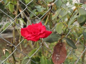 Lire la suite à propos de l’article Entraînement des roses sur une clôture et les meilleures roses pour les clôtures