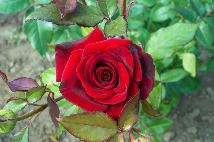 You are currently viewing Variétés de roses rouges – Choisir des roses rouges pour le jardin