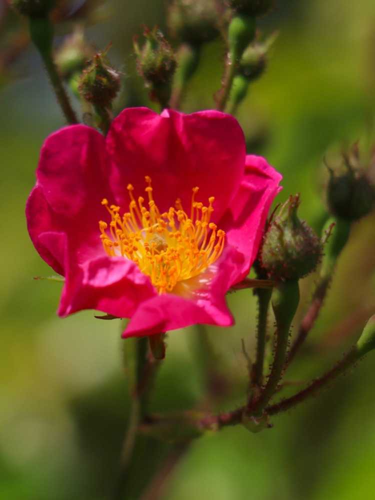 Lire la suite à propos de l’article Informations sur Nootka Rose : Histoire et utilisations des roses sauvages de Nootka