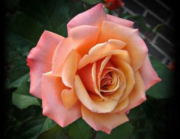 You are currently viewing En savoir plus sur les roses Floribunda et Polyantha