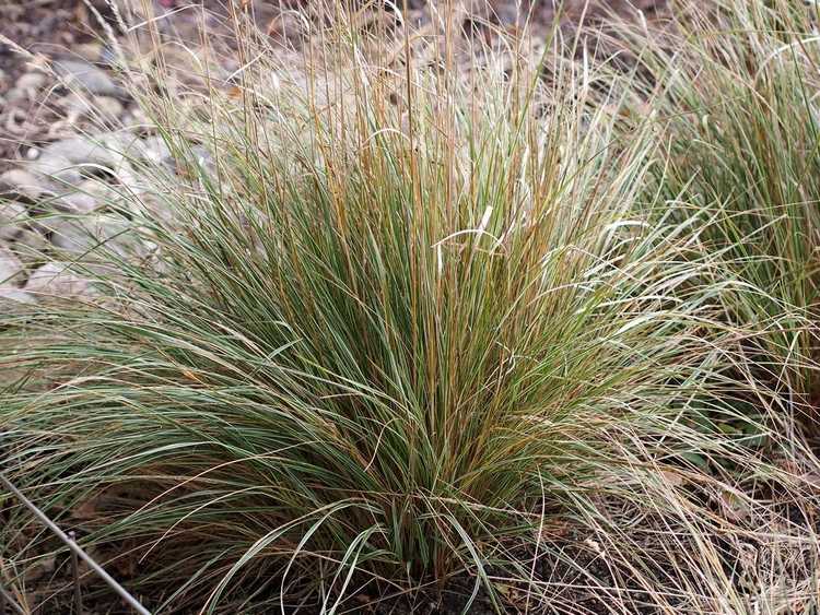 You are currently viewing Informations sur l'herbe de roseau à plumes d'Overdam : Comment faire pousser de l'herbe d'Overdam dans le paysage