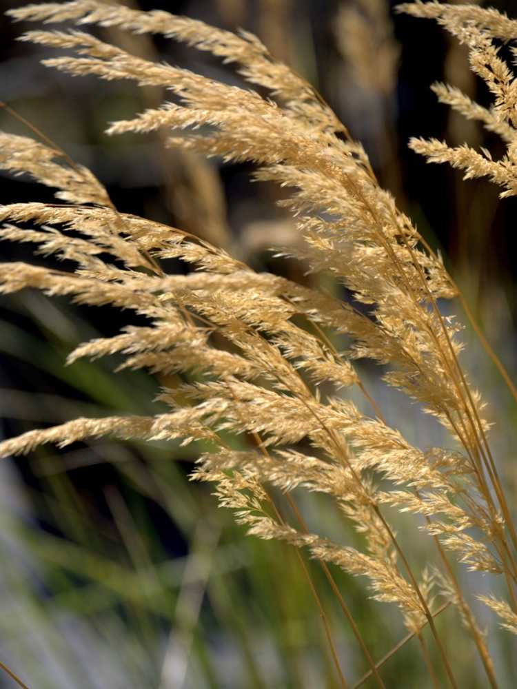 You are currently viewing Qu'est-ce que le roseau à plumes : Conseils pour faire pousser du roseau à plumes