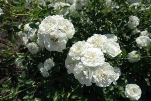 Lire la suite à propos de l’article Cultiver des roses blanches : choisir des variétés de roses blanches pour le jardin