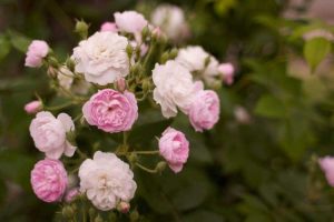 Lire la suite à propos de l’article Créer une roseraie – Prendre soin des rosiers