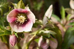 Lire la suite à propos de l’article Fleur de rose de carême : en savoir plus sur la plantation de roses de carême