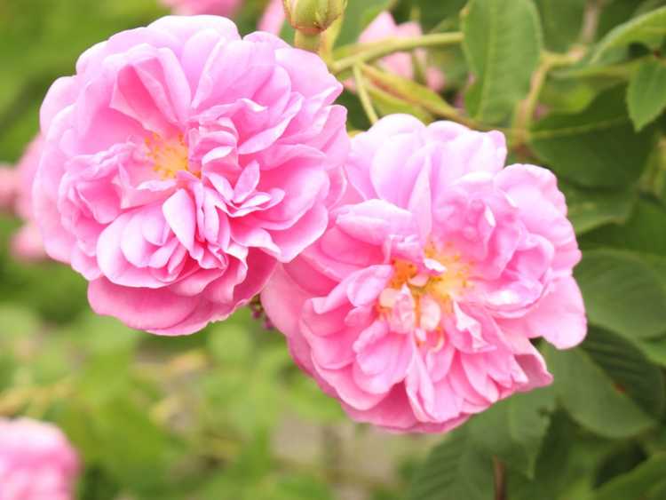 You are currently viewing Vieux rosiers de jardin anciens : que sont les vieux rosiers de jardin ?