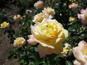 Lire la suite à propos de l’article En savoir plus sur les roses Meilland