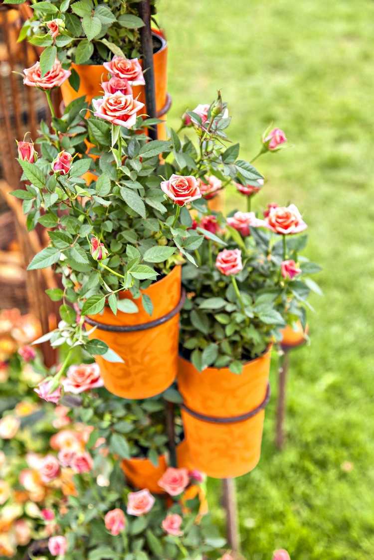 You are currently viewing Cultiver des roses miniatures en pots – Conseils pour entretenir les roses miniatures plantées dans des conteneurs