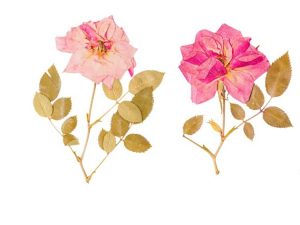Lire la suite à propos de l’article Comment presser des roses à plat – Préserver les roses pressées