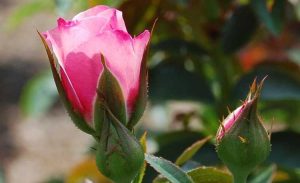 Lire la suite à propos de l’article Roses caritatives : plantez un rosier, soutenez une cause