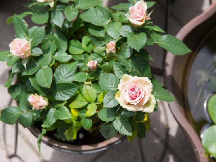 Lire la suite à propos de l’article Roses en pot : cultiver des roses en pots