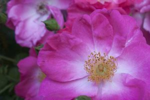 Lire la suite à propos de l’article Informations sur les roses sous zéro – En savoir plus sur les roses pour les climats froids