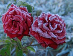 Lire la suite à propos de l’article Un rosier par temps froid – Entretien des roses en hiver