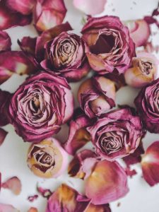 Lire la suite à propos de l’article Comment sécher les roses – Façons de conserver les roses séchées