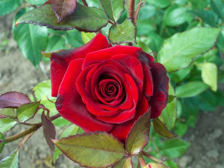 You are currently viewing Feuilles rouges sur les roses : que faire pour les feuilles rouges sur un rosier