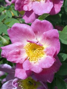 Lire la suite à propos de l’article Qu'est-ce qu'un rosier arbustif : découvrez les différents rosiers arbustifs