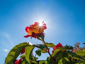 Lire la suite à propos de l’article Protection thermique des roses : garder les rosiers en bonne santé par temps chaud