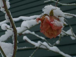 Lire la suite à propos de l’article Protection hivernale des rosiers : préparer les roses pour l'hiver