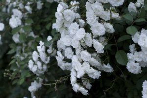 Lire la suite à propos de l’article Comment prendre soin des roses de parade à l’extérieur