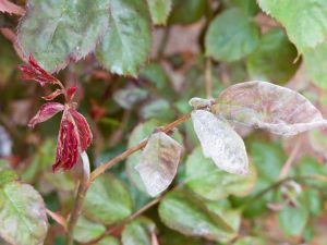 Lire la suite à propos de l’article En savoir plus sur les maladies courantes du rosier