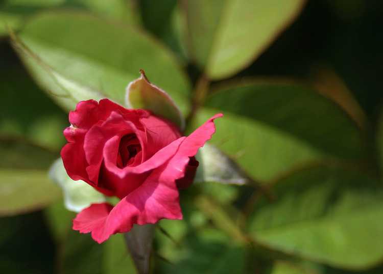 You are currently viewing Rosiers anciens – Localiser les vieux rosiers de jardin pour votre jardin