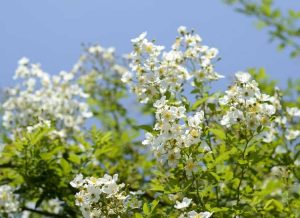 Lire la suite à propos de l’article Contrôle des roses multiflores : conseils pour gérer les roses multiflores dans le paysage