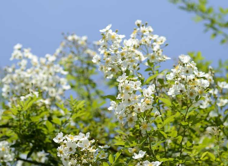 You are currently viewing Contrôle des roses multiflores : conseils pour gérer les roses multiflores dans le paysage