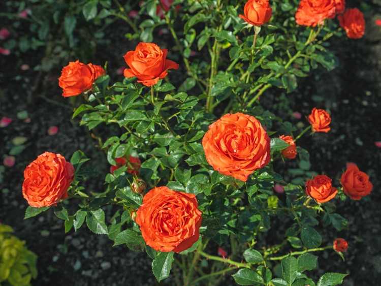 Lire la suite à propos de l’article Planter des rosiers à l'automne