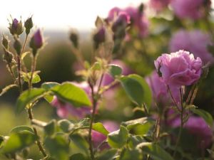 Lire la suite à propos de l’article Les feuilles tombent d'un rosier – Pourquoi une rose laisse tomber ses feuilles