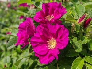 Lire la suite à propos de l’article Guide d'entretien de la rose Rugosa : Cultiver une rose Rugosa : Bush