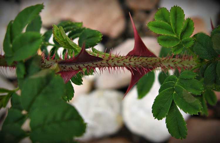 You are currently viewing Qu'est-ce qu'une plante de rosier Wingthorn : Entretien des rosiers Wingthorn