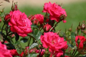 Lire la suite à propos de l’article Informations sur les rosiers miniatures Sunblaze