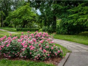 Lire la suite à propos de l’article Comment choisir le meilleur endroit pour faire pousser des roses dans votre jardin