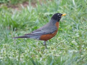 Lire la suite à propos de l’article Que mangent les merles : comment attirer les merles dans votre cour ou votre jardin