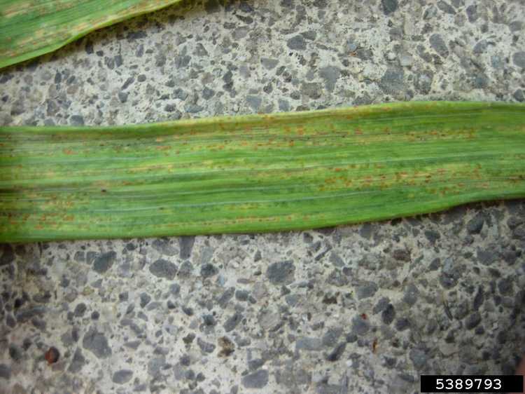 You are currently viewing Contrôle de la rouille de la tige de l'orge – Comment arrêter la rouille de la tige des plants d'orge