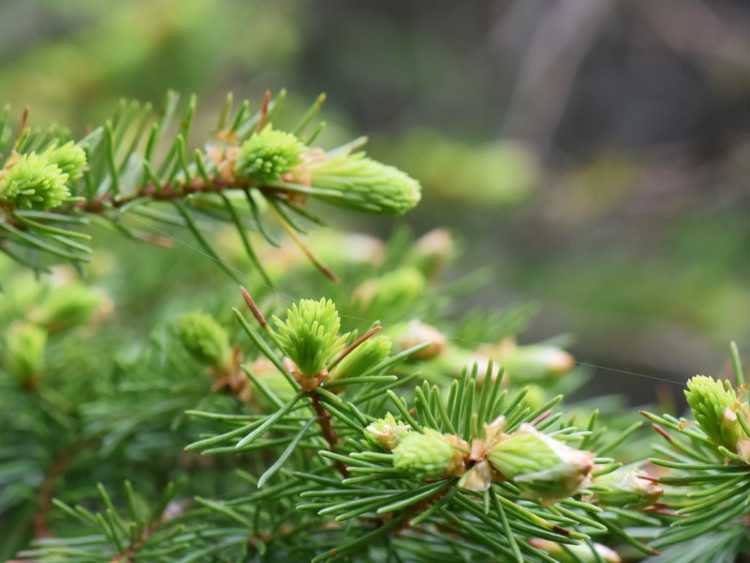 You are currently viewing Contrôle de la rouille des aiguilles d'épinette – Comment traiter la rouille des aiguilles d'épinette