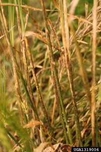 Lire la suite à propos de l’article Informations sur la rouille des feuilles de l'orge : Comment traiter la rouille des feuilles sur les plants d'orge