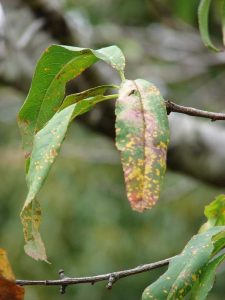 Lire la suite à propos de l’article Informations sur la rouille du pêcher : Apprenez à traiter la rouille du pêcher dans le jardin