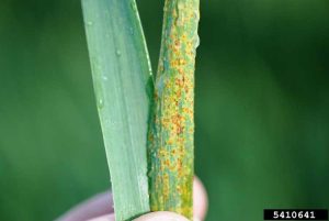 Lire la suite à propos de l’article Qu'est-ce que la rouille du blé : découvrez les maladies de la rouille du blé