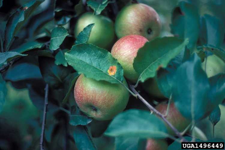 You are currently viewing Pommes atteintes de rouille du pommier de cèdre : comment la rouille du pommier de cèdre affecte-t-elle les pommes